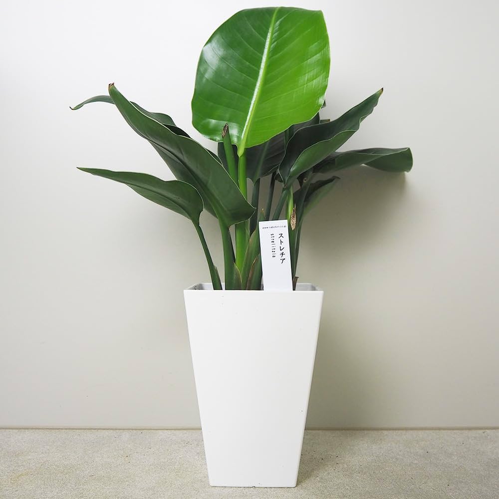 Amazon｜ITANSE ストレリチア オーガスタ 丸葉 5号 1個